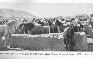 قرابة 800 رأس من خيل الملك عبد العزيز العربية في مربطها في خفس دقرة جنوب مدينة الخرج عام 1957 ميلادية
