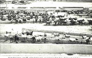 قرابة 800 رأس من خيل الملك عبد العزيز العربية في مربطها في خفس دقرة جنوب مدينة الخرج عام 1957 ميلادية