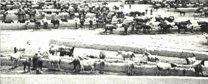 قرابة 800 رأس من خيل الملك عبد العزيز العربية في مربطها في خفس دقرة جنوب مدينة الخرج عام 1957 ميلادية